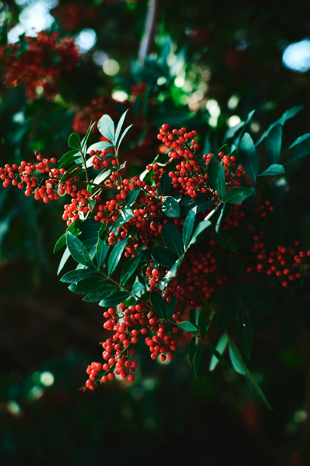 rote Blüten mit grünen Blättern