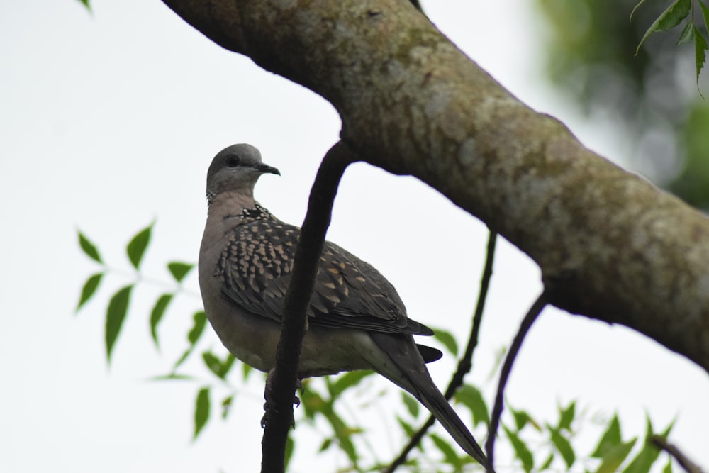 brown bird on tree branch during daytime