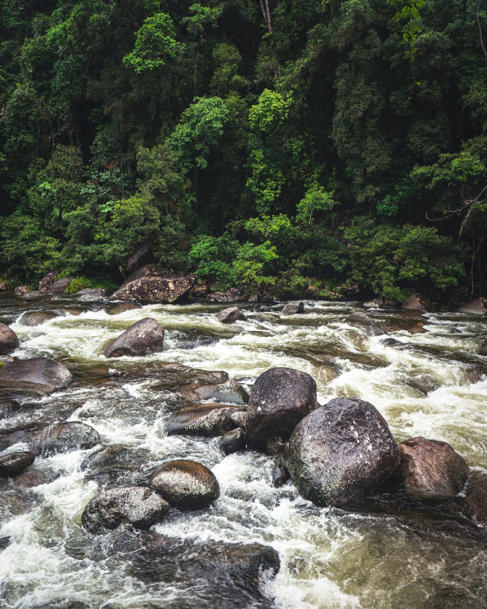 river in the middle of forest during daytime