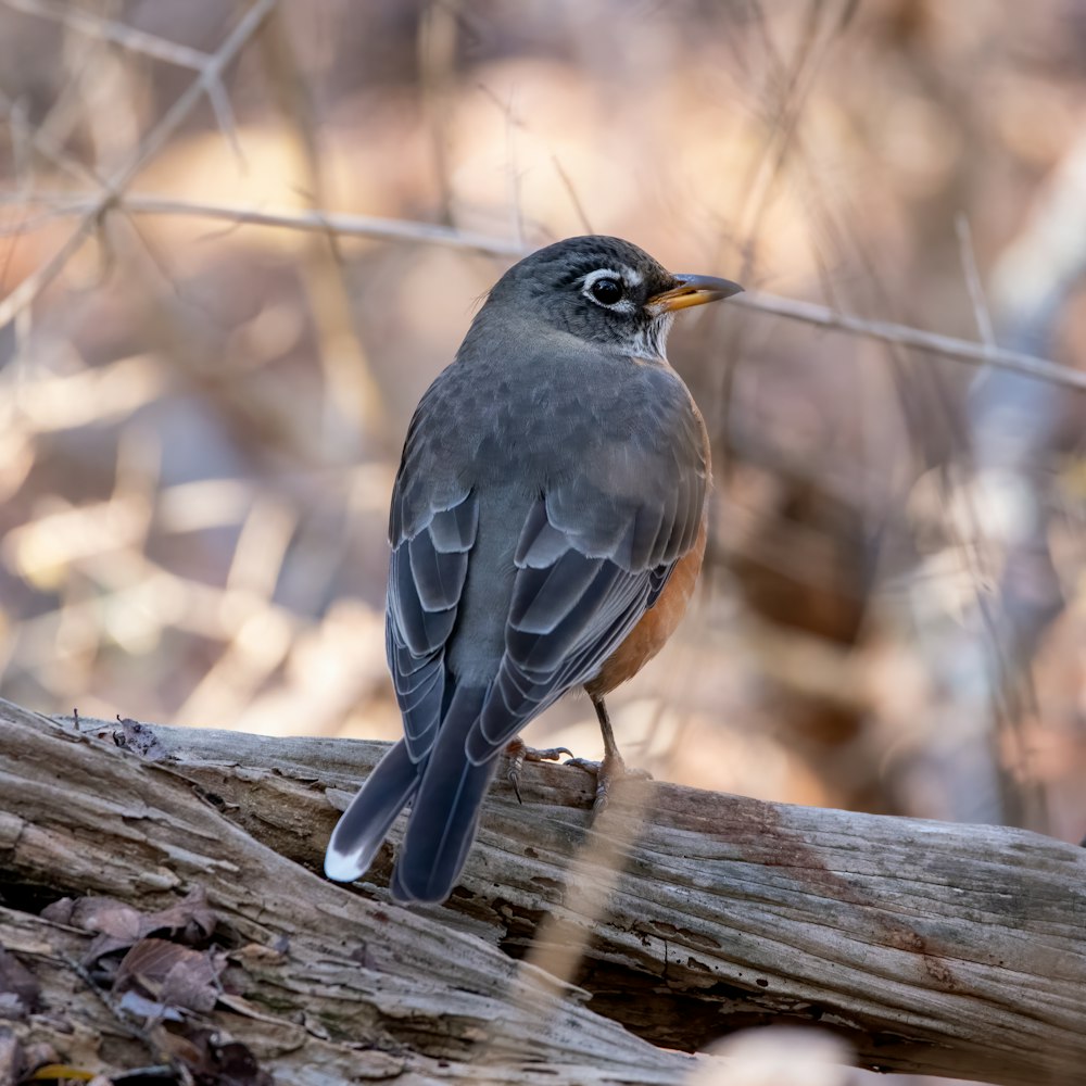 black bird on brown tree branch during daytime