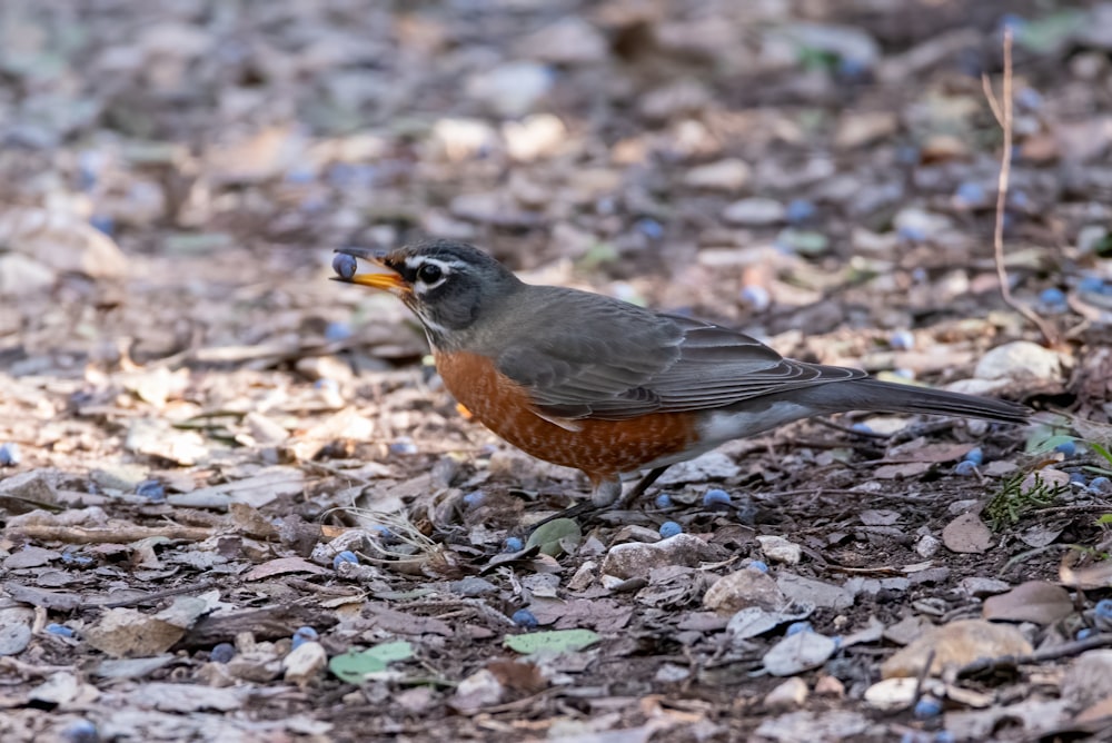 brown and black bird on brown dried leaves