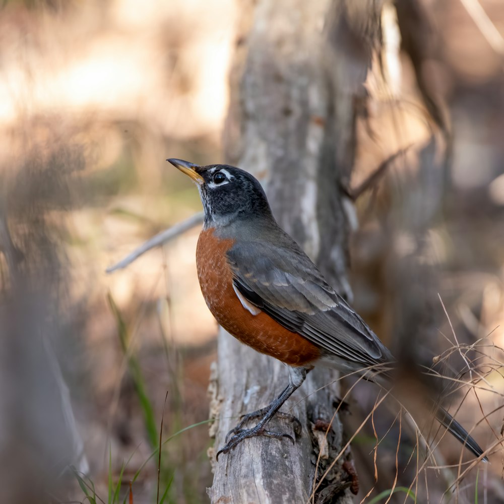 black and brown bird on tree branch during daytime