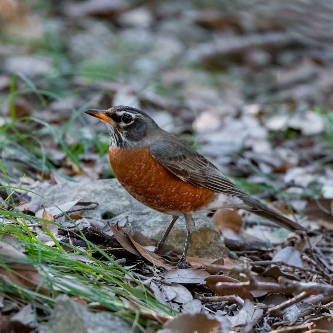 brown and black bird on green grass during daytime