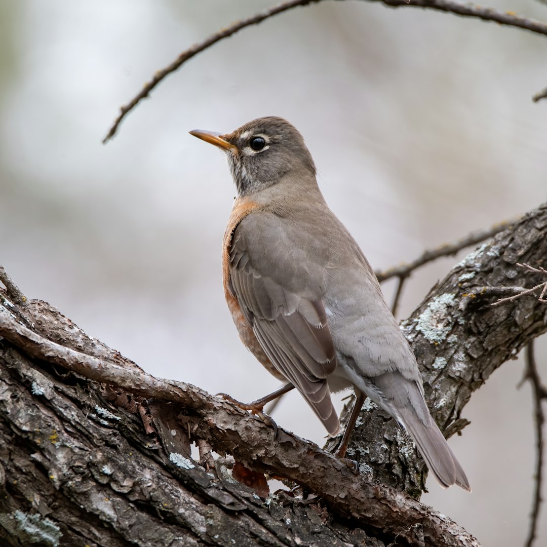 brown and gray bird on brown tree branch