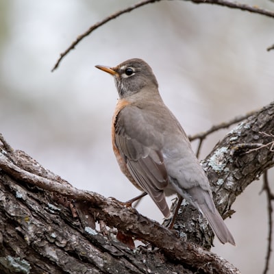 brown and gray bird on brown tree branch