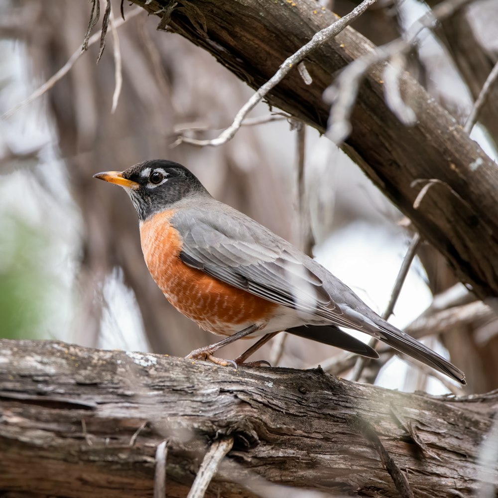 black and brown bird on tree branch