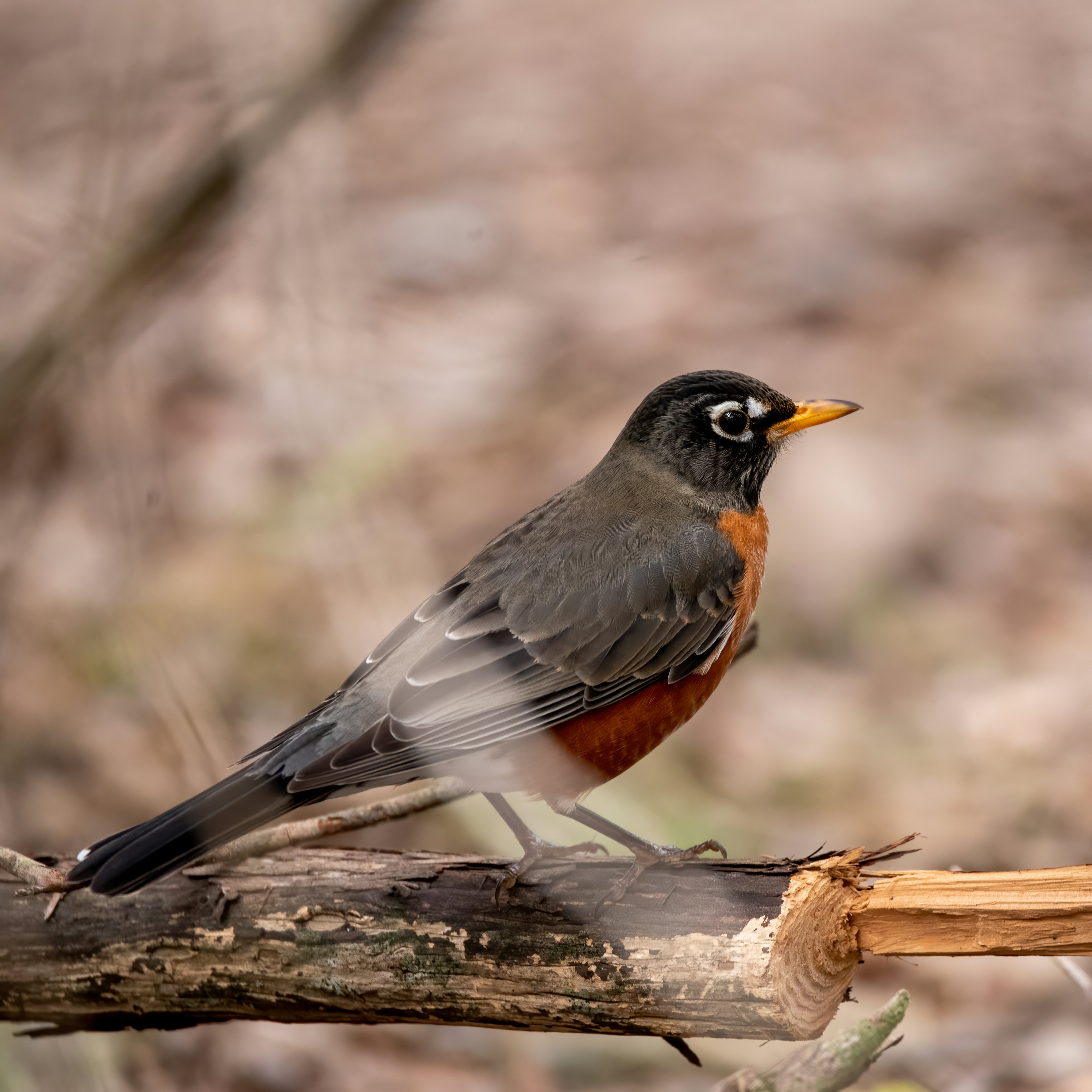 昼間に茶色の木の枝に黒と茶色の鳥の写真 Unsplashで見つける鳥の無料写真