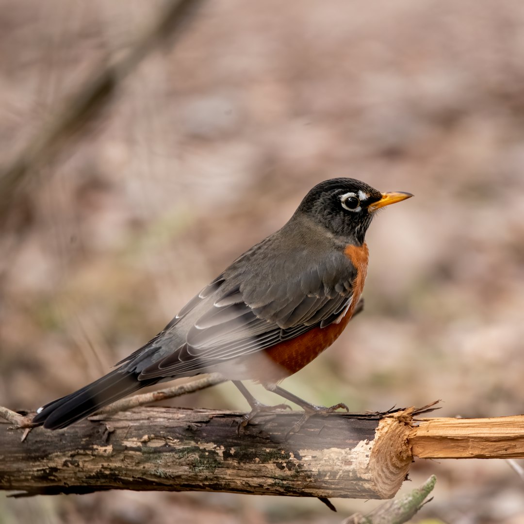 black and brown bird on brown tree branch during daytime