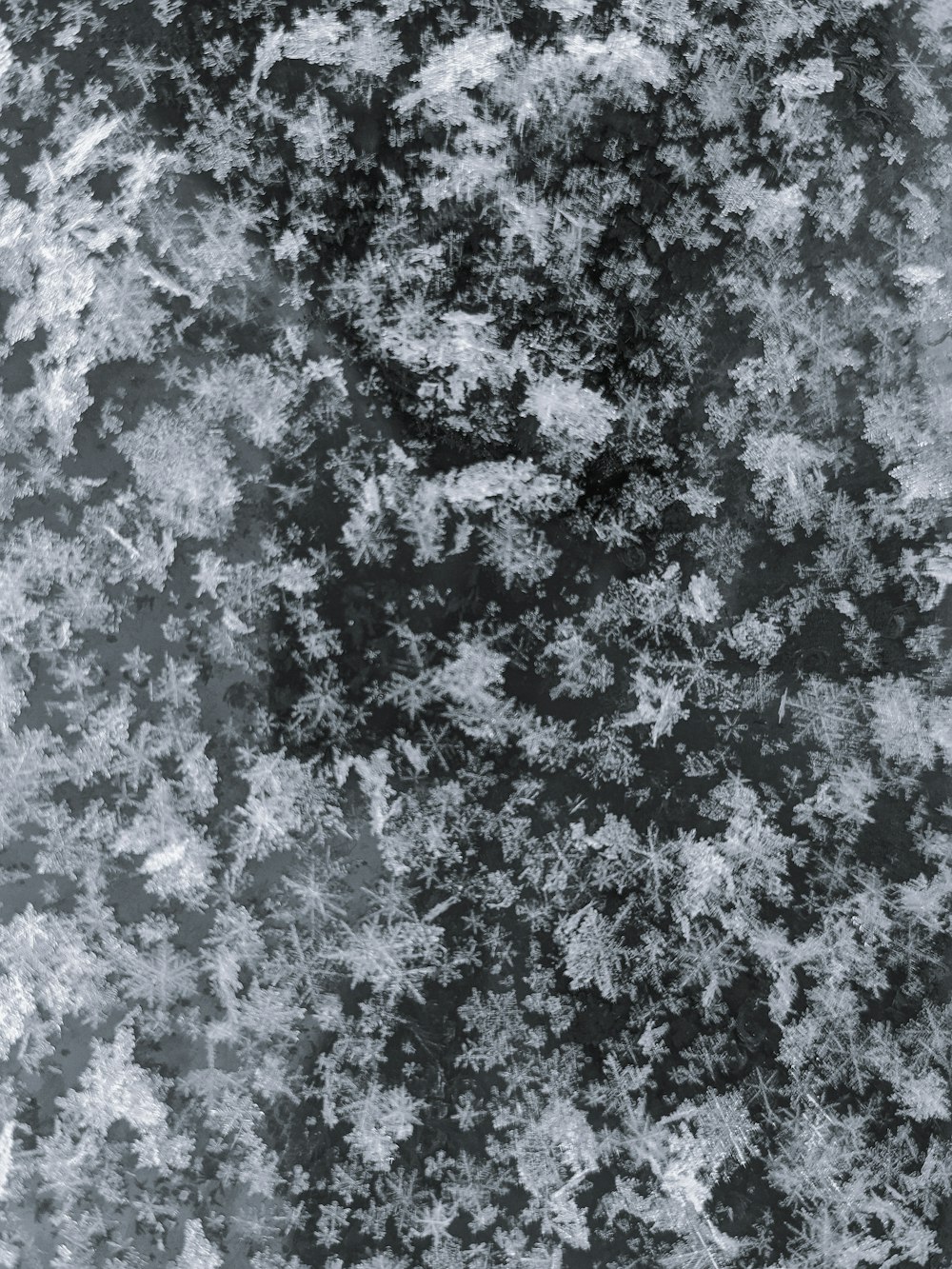 白と黒の木の絵