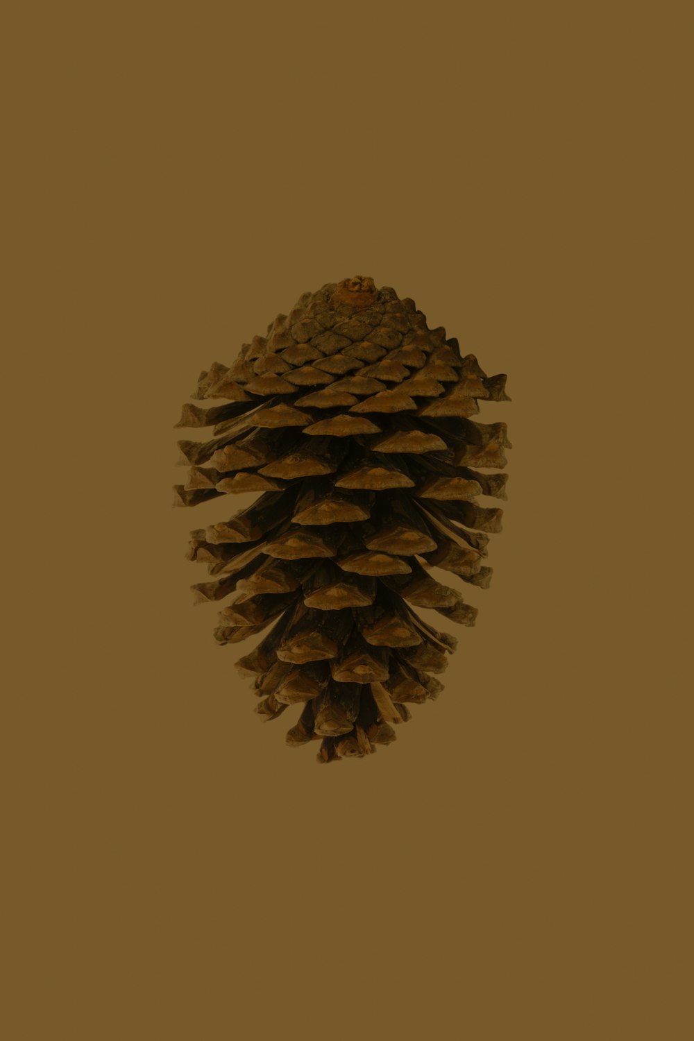 Cono de pino marrón sobre superficie blanca