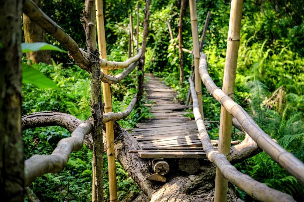 brown wooden bridge in forest during daytime