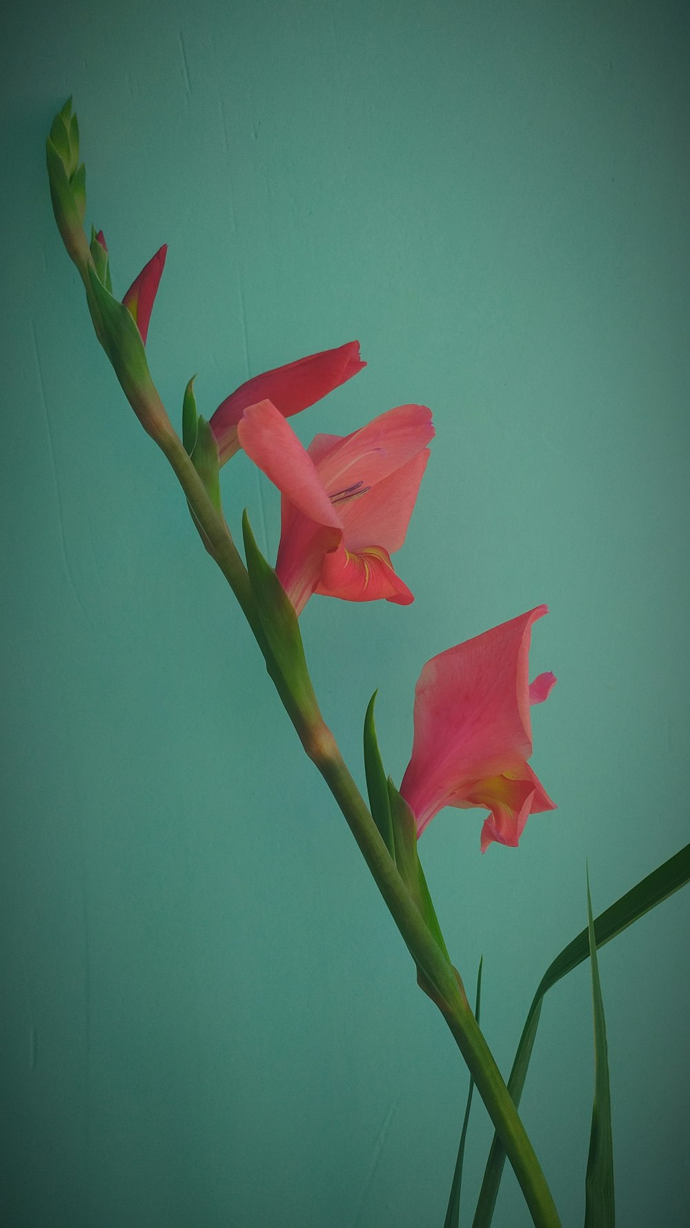 pink flower in green background