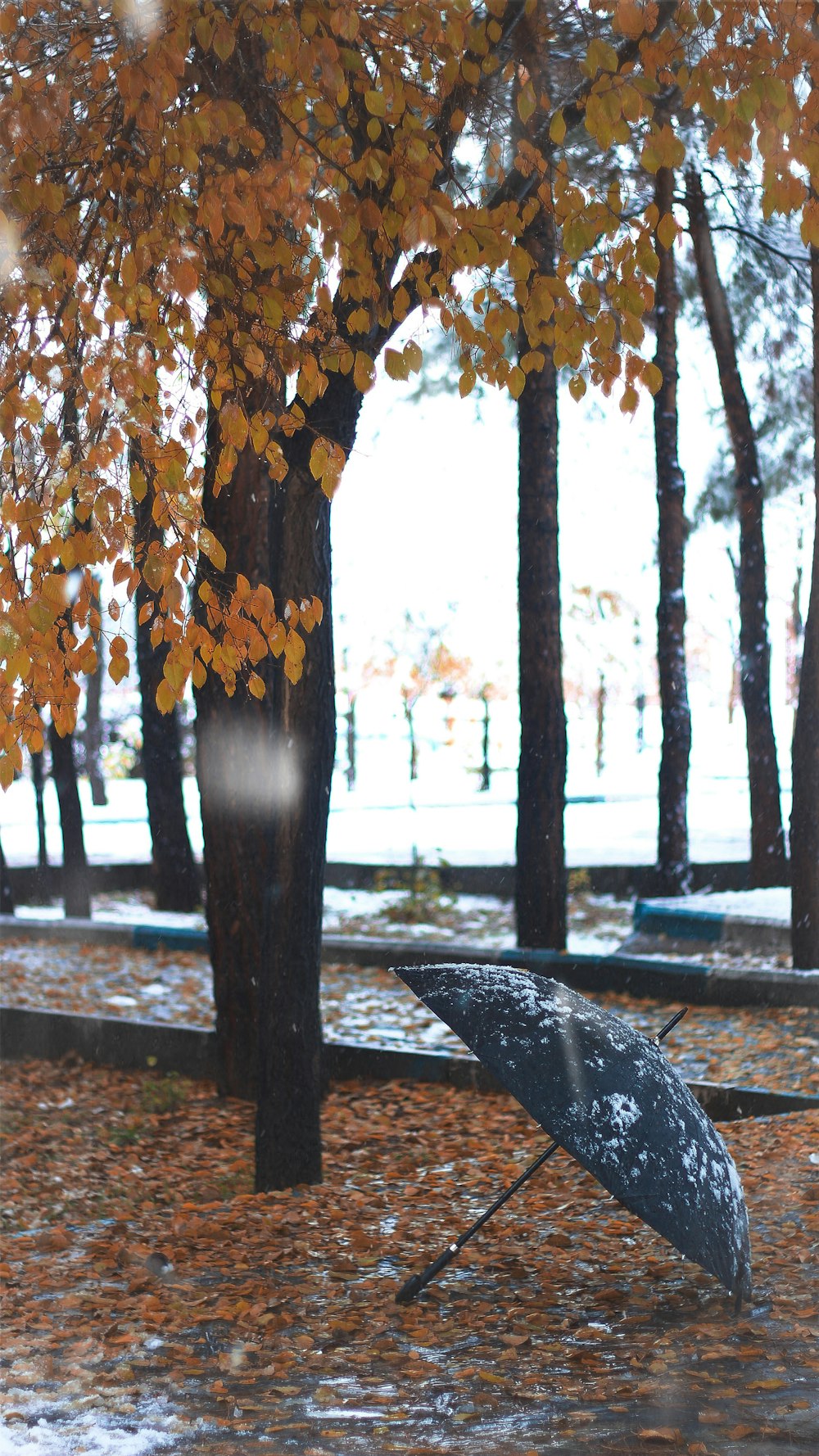 brown leaves on tree branch near body of water during daytime