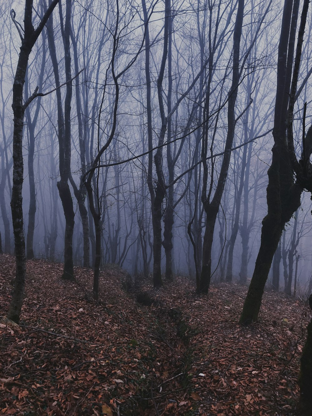 bare trees on brown ground during daytime