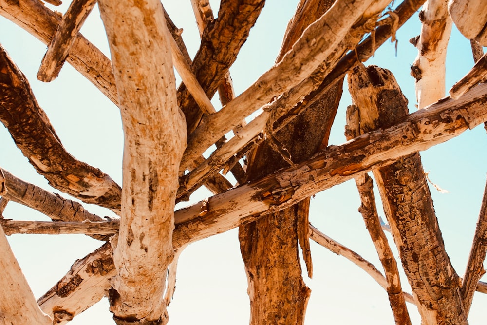 brown wood log on white sand