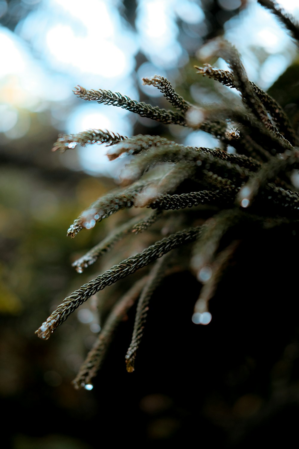 green plant in close up photography