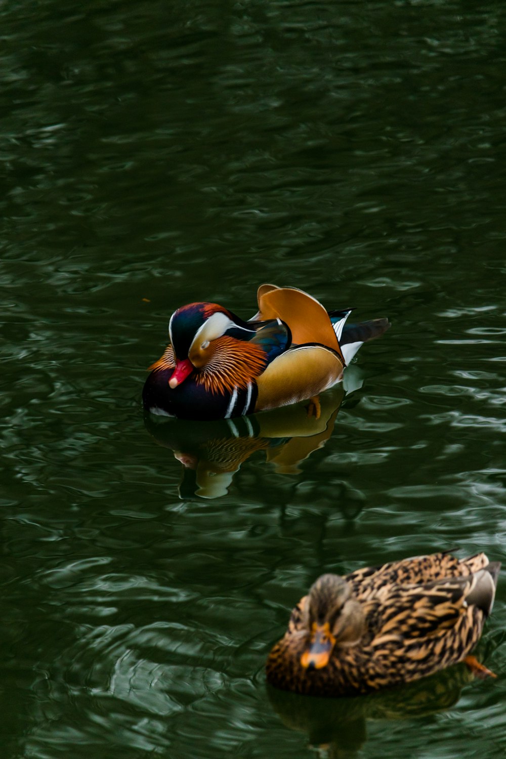 brown and black duck on water during daytime