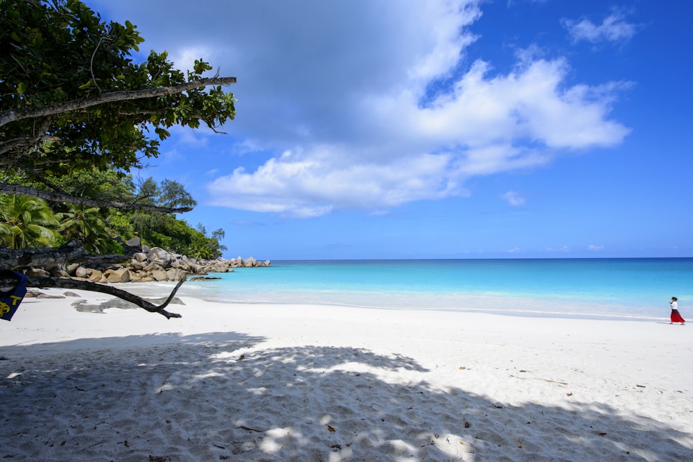 green tree on white sand beach during daytime