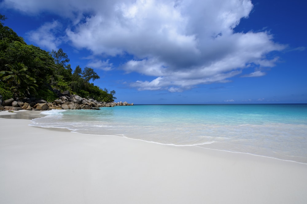 green trees on white sand beach during daytime