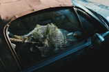 A car is parked with a netted Christmas tree in the back seat, visible through the side window. The tree appears to be freshly cut, wrapped in netting for transport. The vehicle's exterior has a slightly aged appearance with some visible wear on the roof.