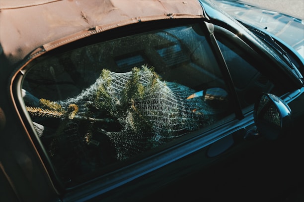 A delivery person carrying a freshly cut Christmas tree to a cozy home in Székesfehérvár.