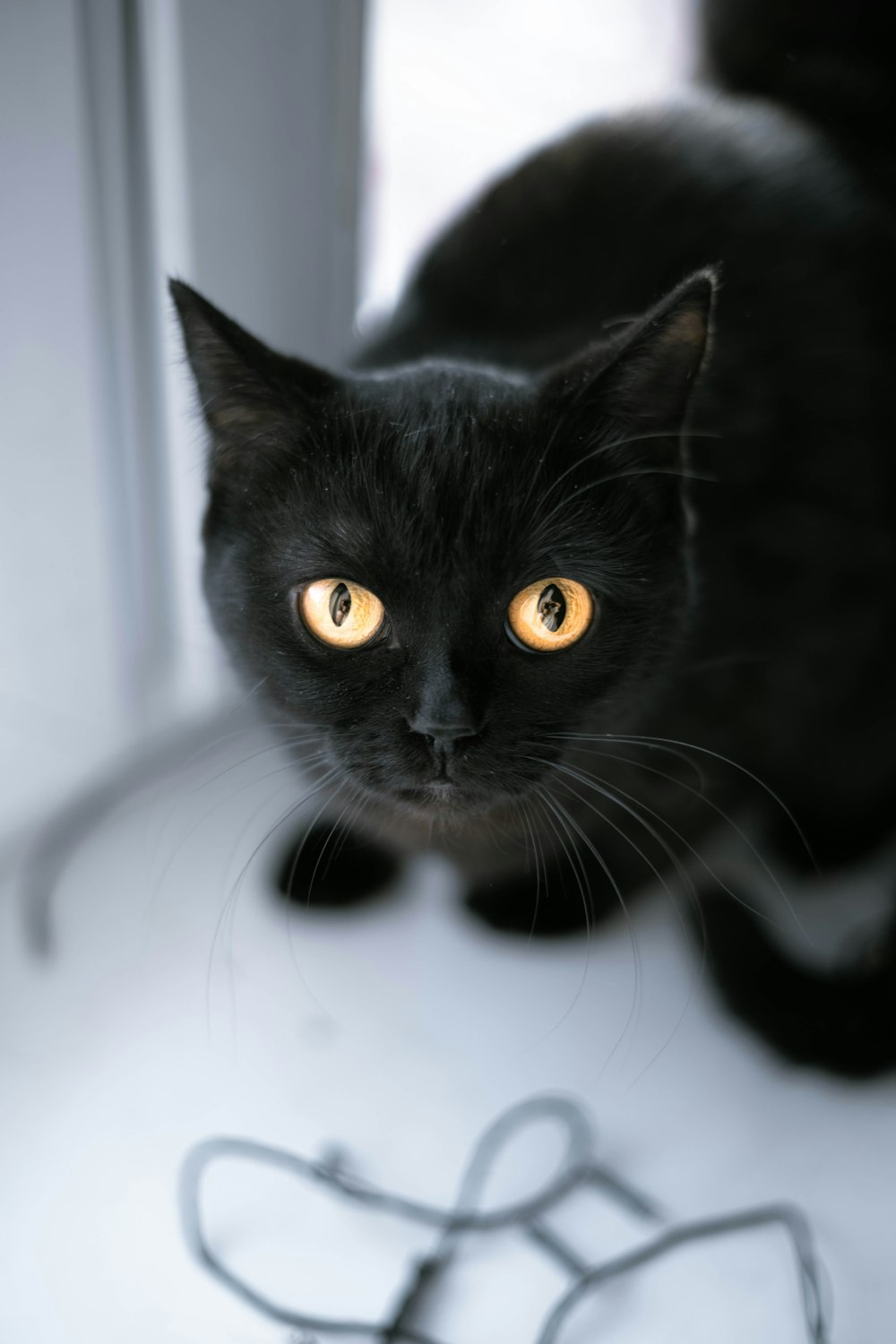 black cat in white room