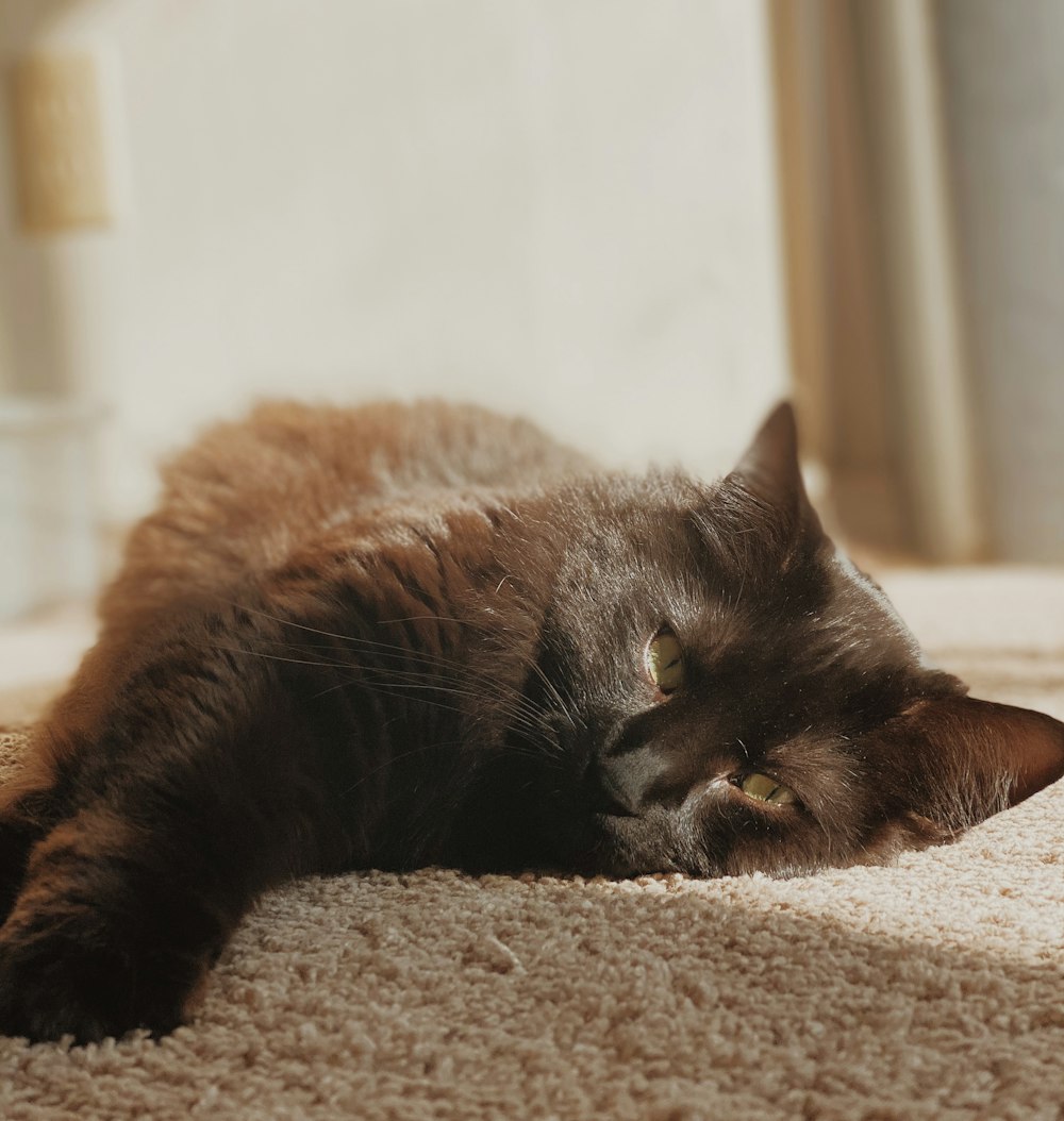 회색 섬유에 누워있는 검은 고양이