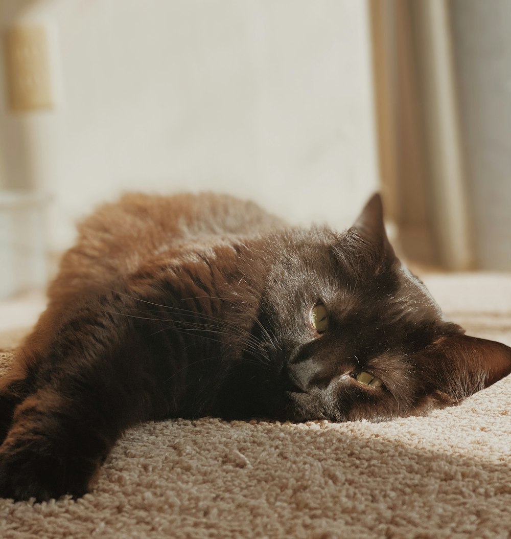 black cat lying on gray textile