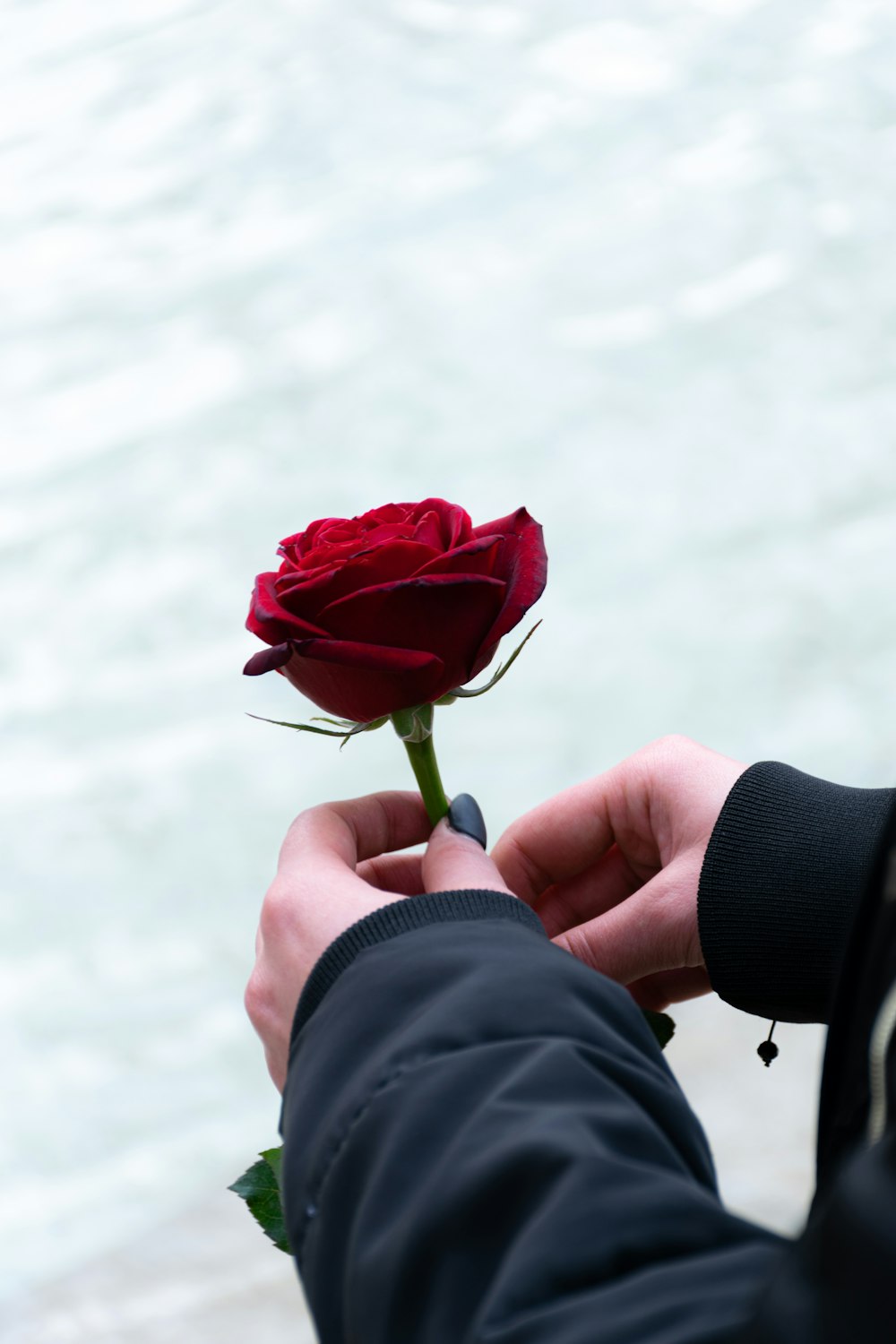 person holding red rose during daytime