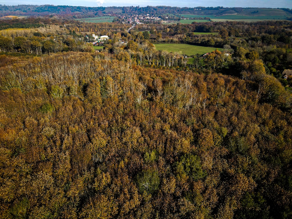 green and brown trees during daytime