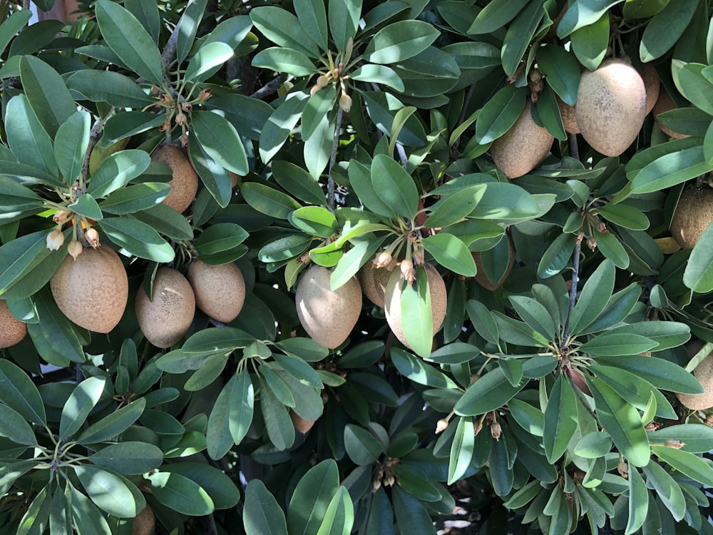 brown round fruits on green leaves