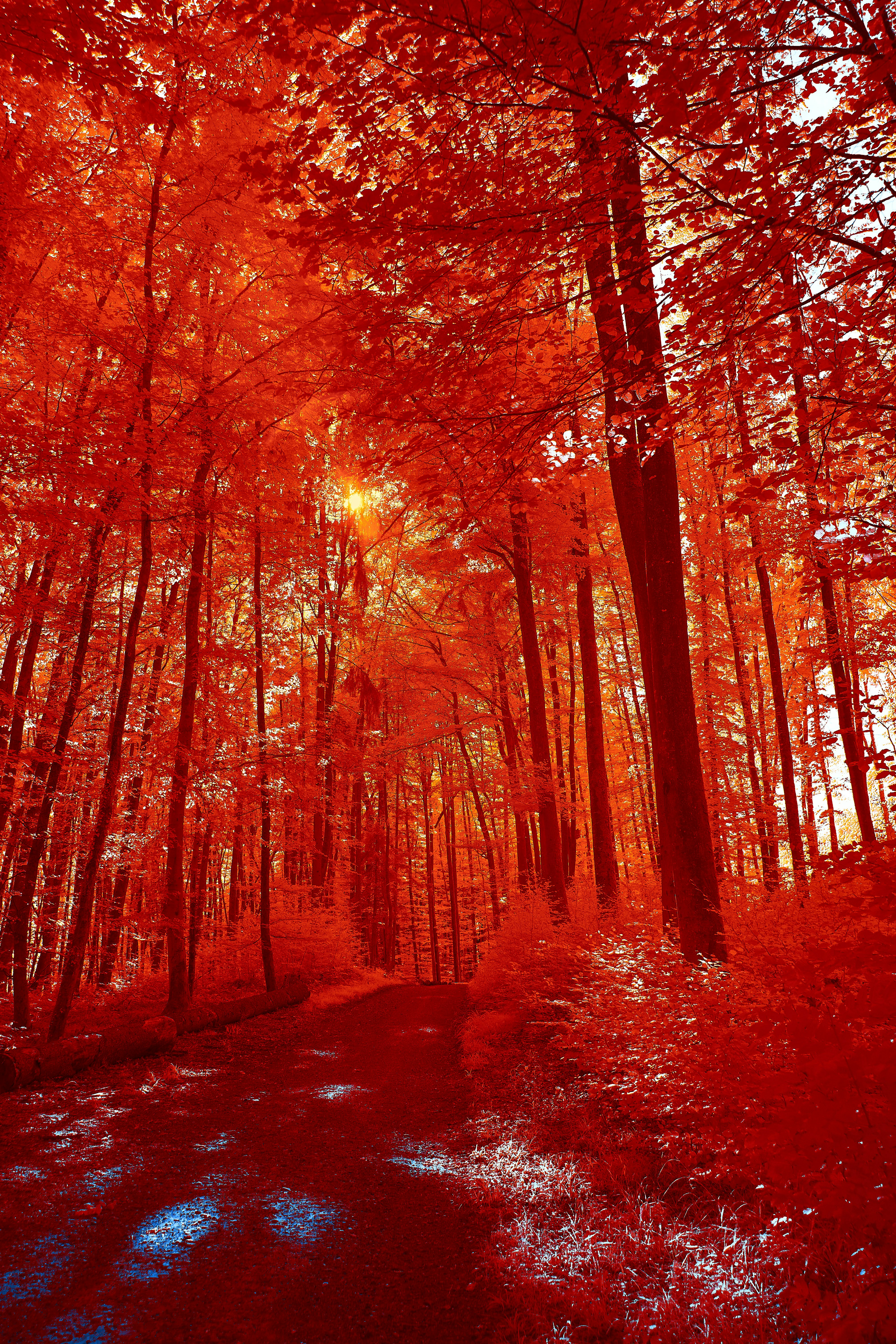 Photo by wolfgang_hasselmann