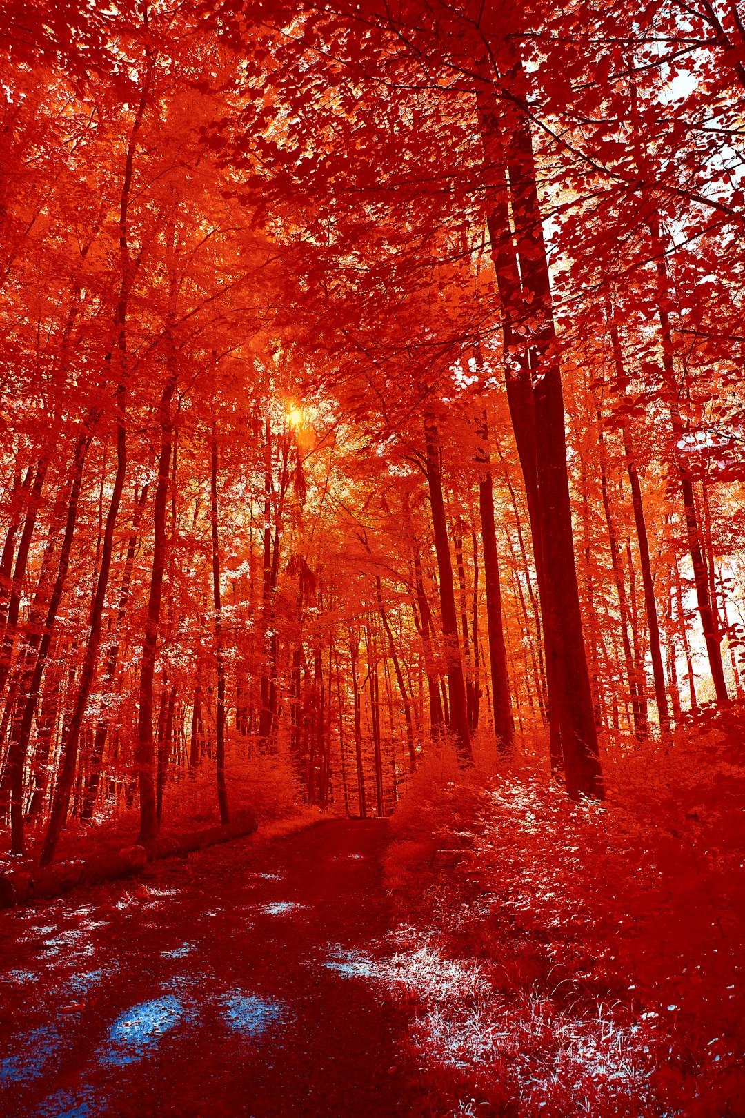 brown trees on brown soil during daytime