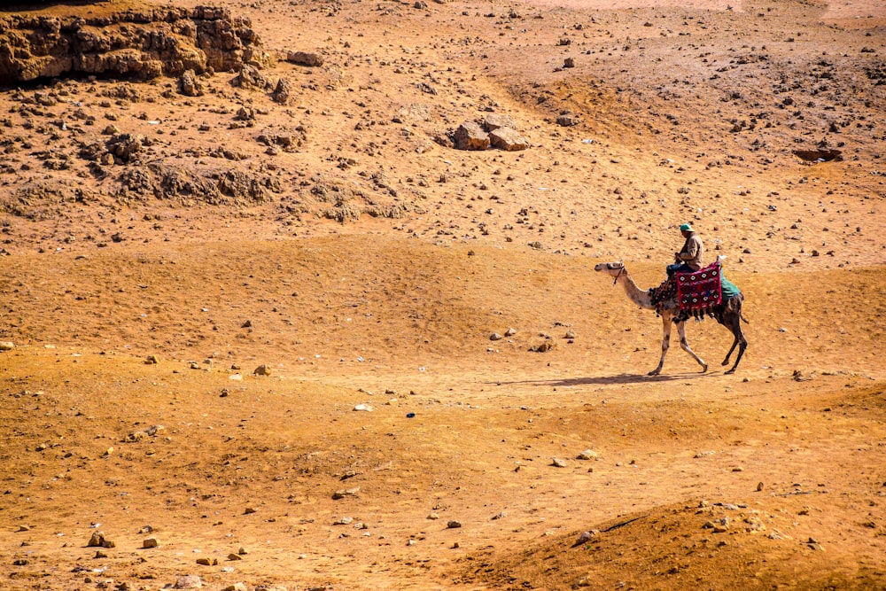 Uomo che cavalca il cammello sulla sabbia marrone durante il giorno