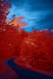 A winding road cutting through golden autumn forests under a bright blue sky.