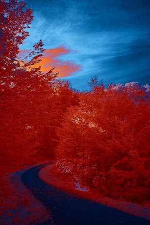 A winding road cutting through golden autumn forests under a bright blue sky.