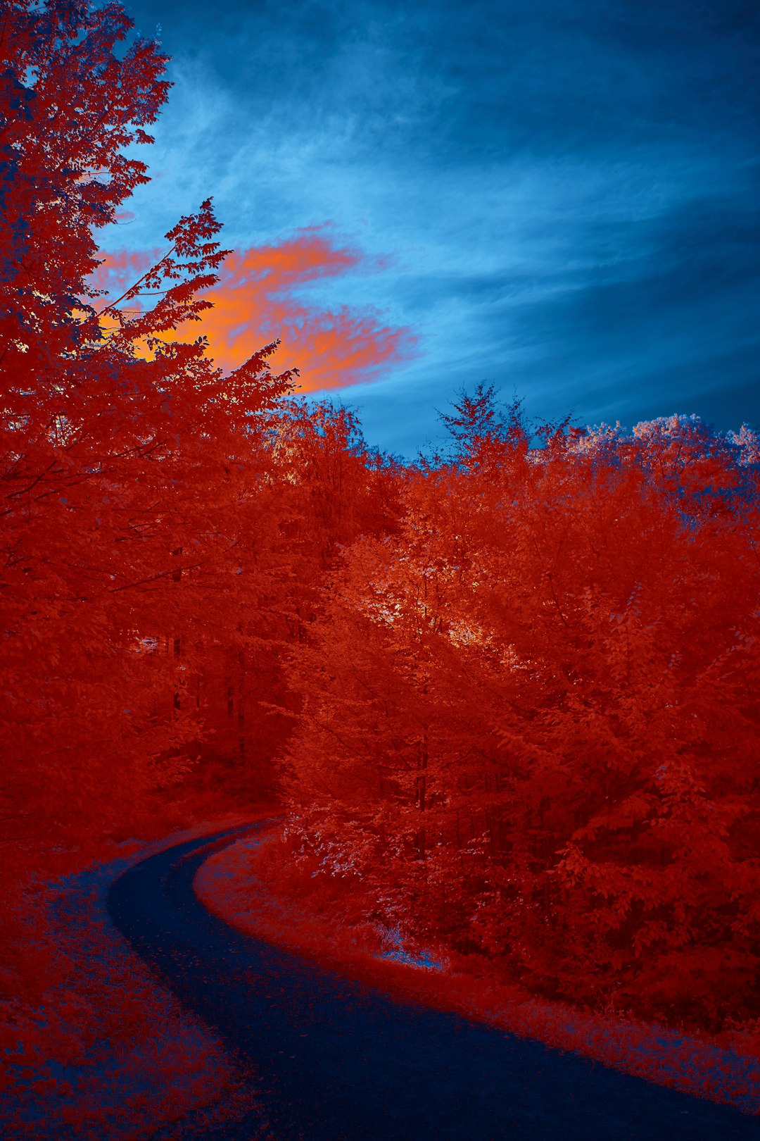 red and brown trees under blue sky