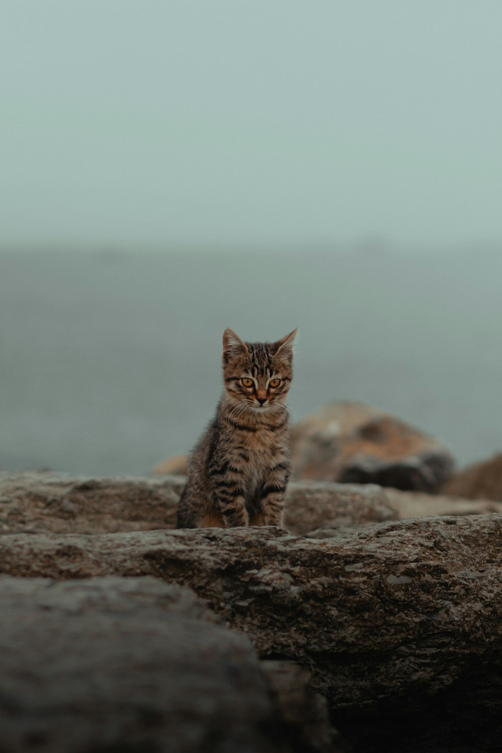 brown tabby cat on brown rock