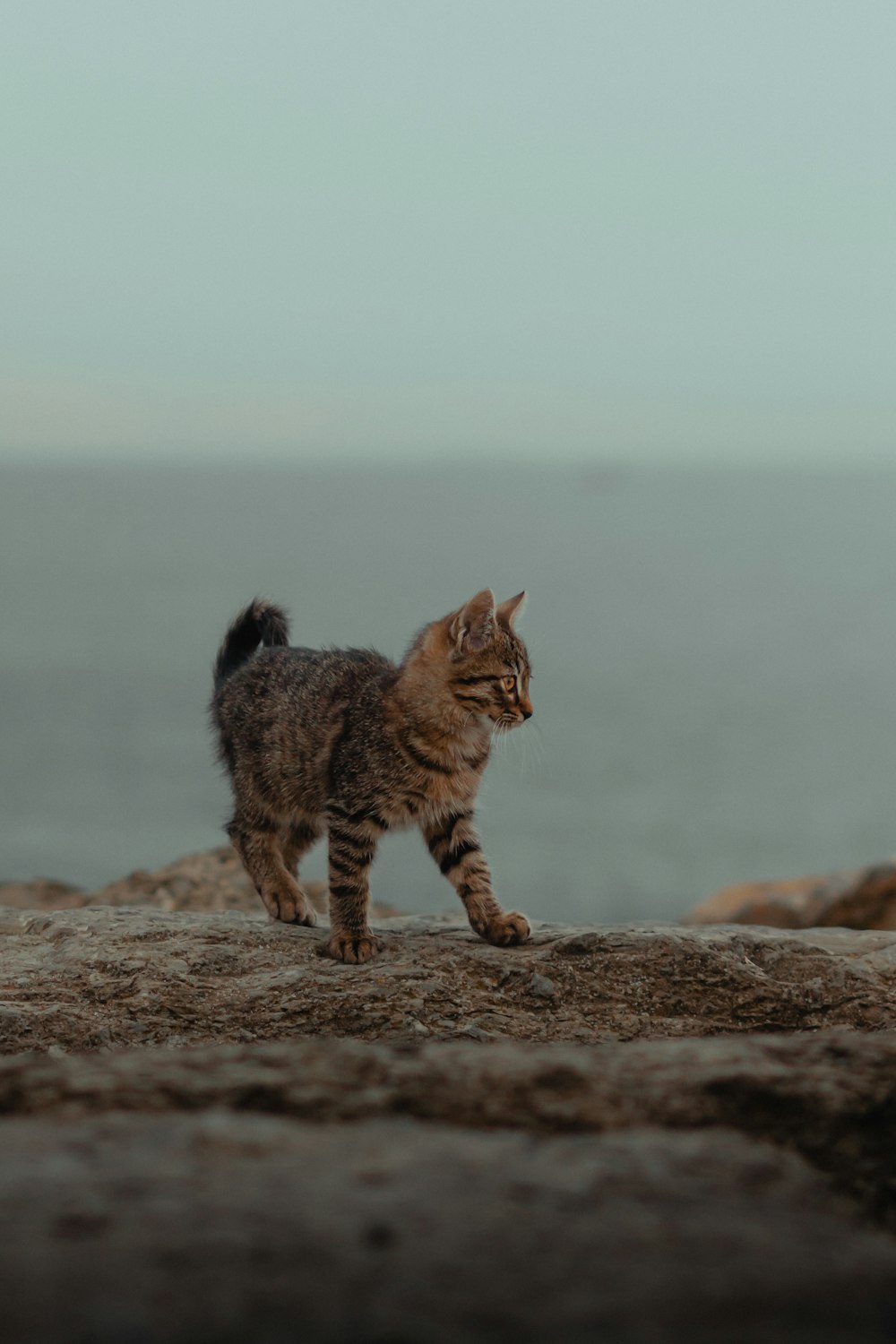 brown tabby cat walking on brown sand during daytime
