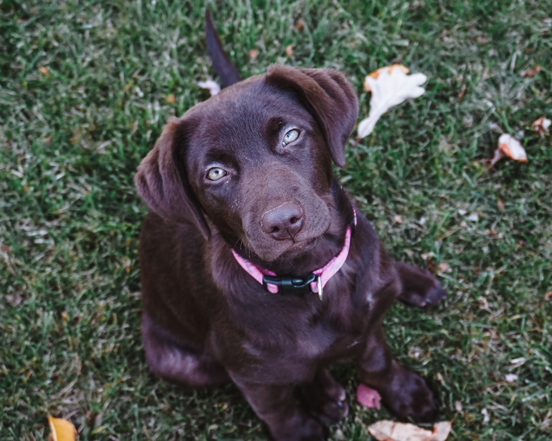 brown short coated dog sitting on green grass