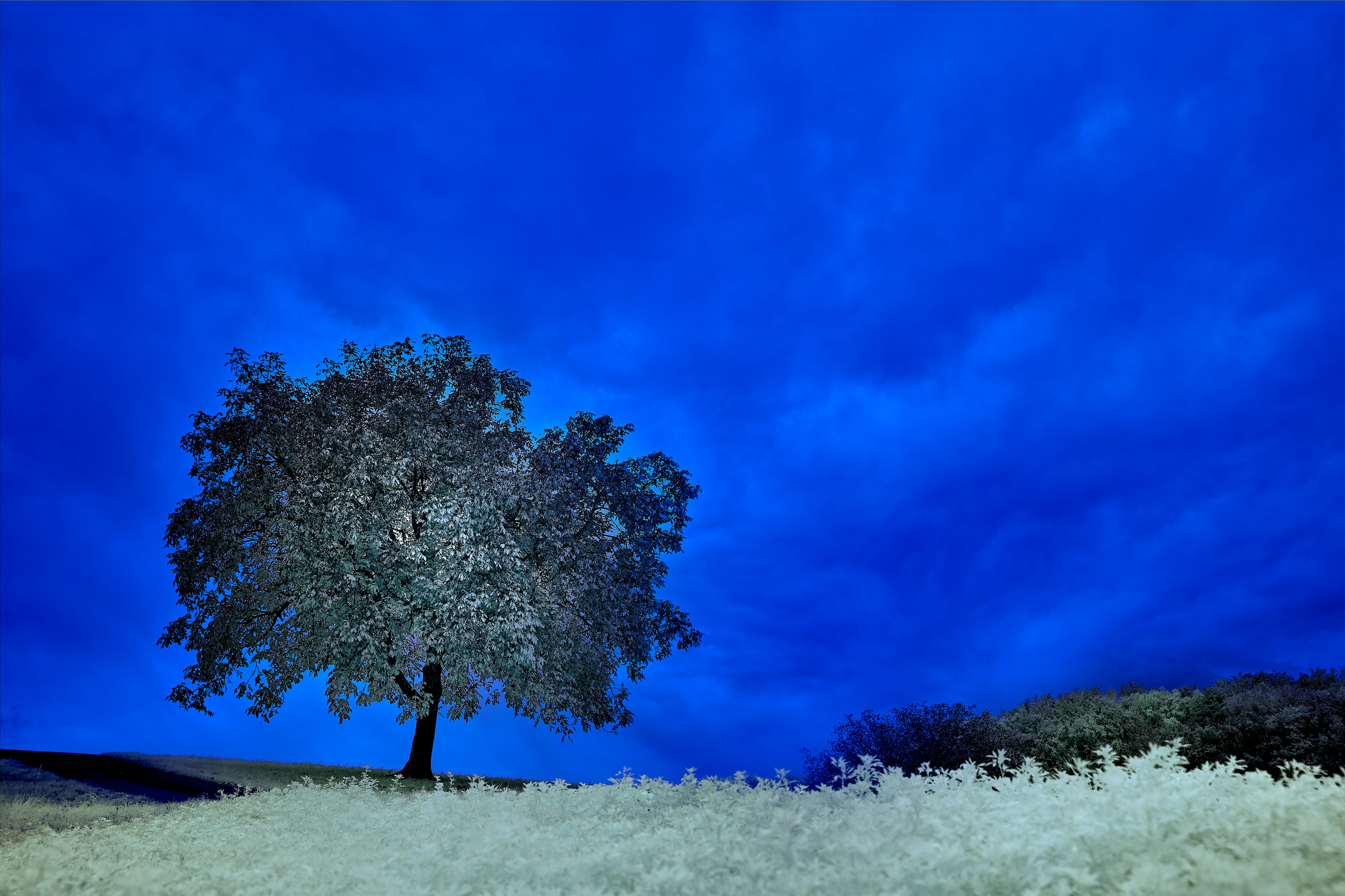 Photo by wolfgang_hasselmann