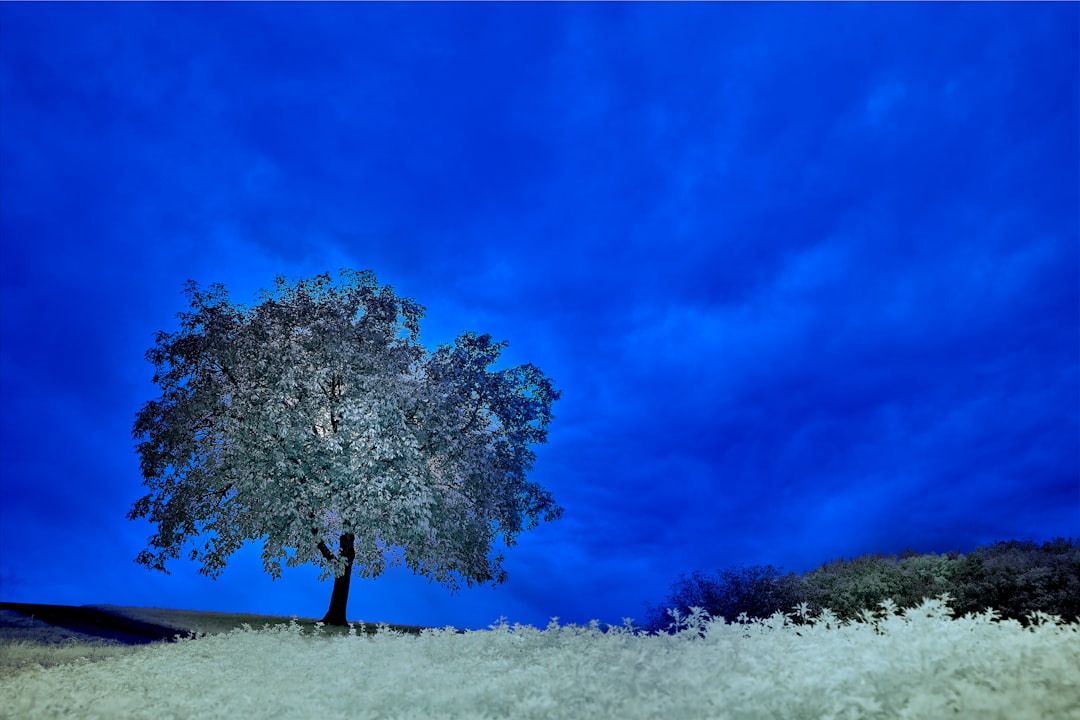 green tree on white sand under blue sky during daytime