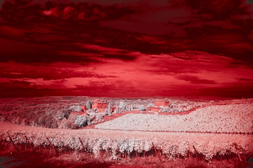 A vineyard landscape with rows of grapevines stretching into the distance. In the center, there's a rustic building surrounded by trees. The sky and fields are tinted in a surreal red hue, suggesting either a digital effect or a unique light setting.