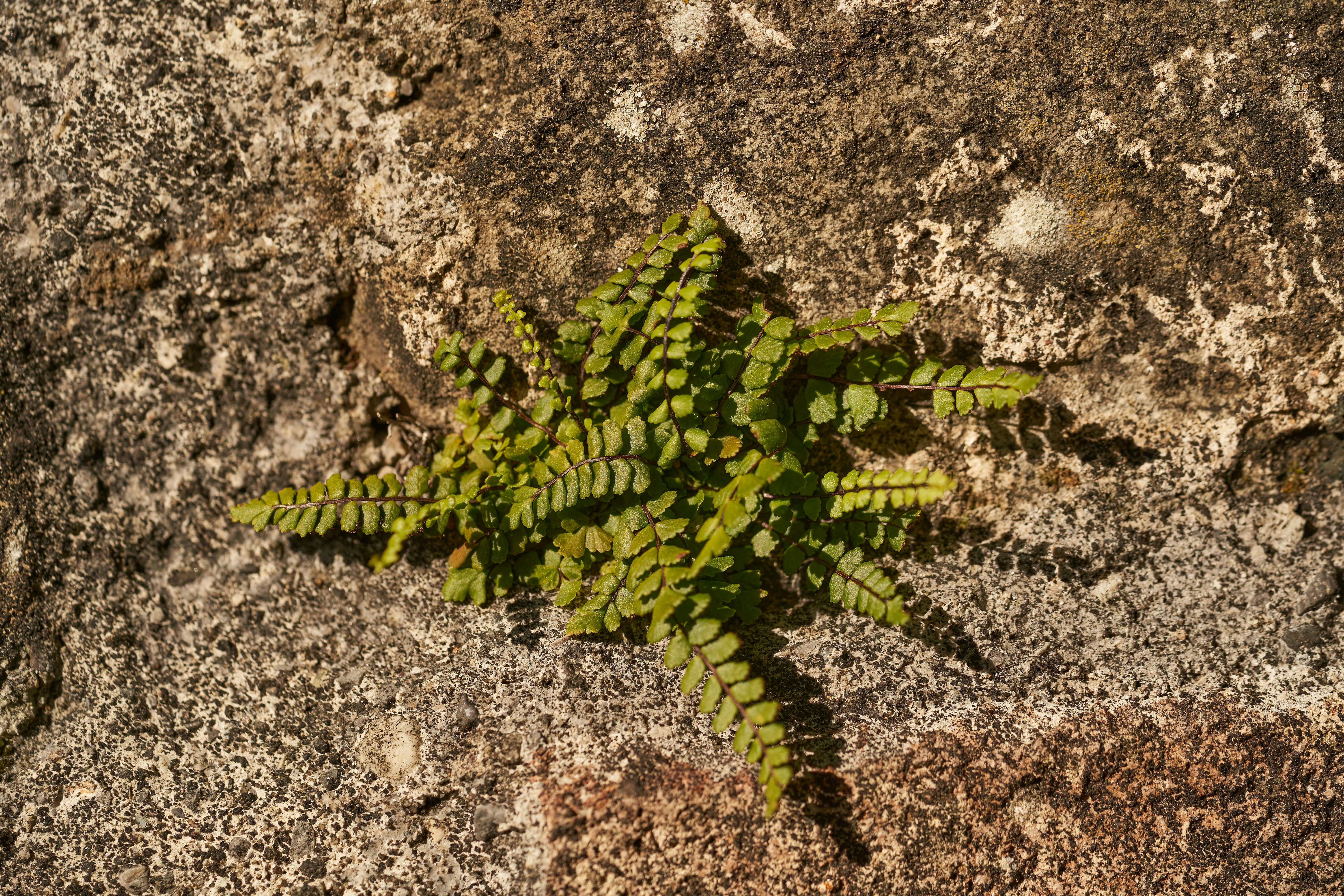 Photo by wolfgang_hasselmann