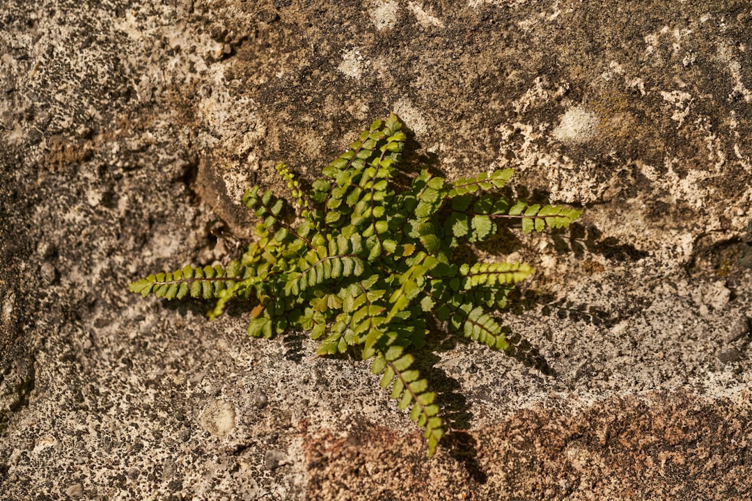 green and black starfish on brown soil