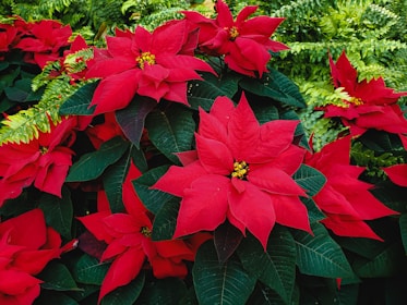 Poinsétias vermelhas decorando um ambiente natalício