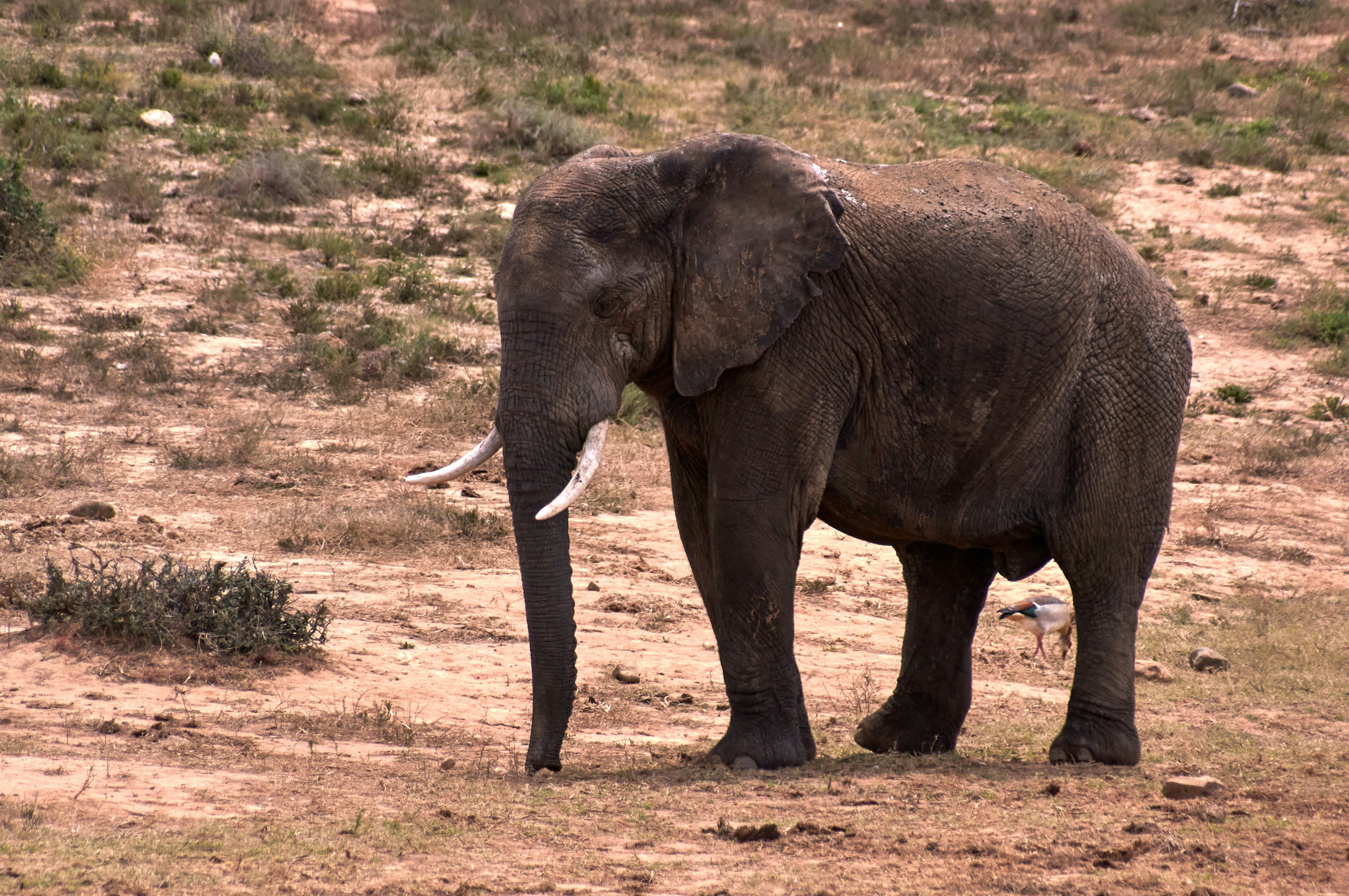 Photo by wolfgang_hasselmann