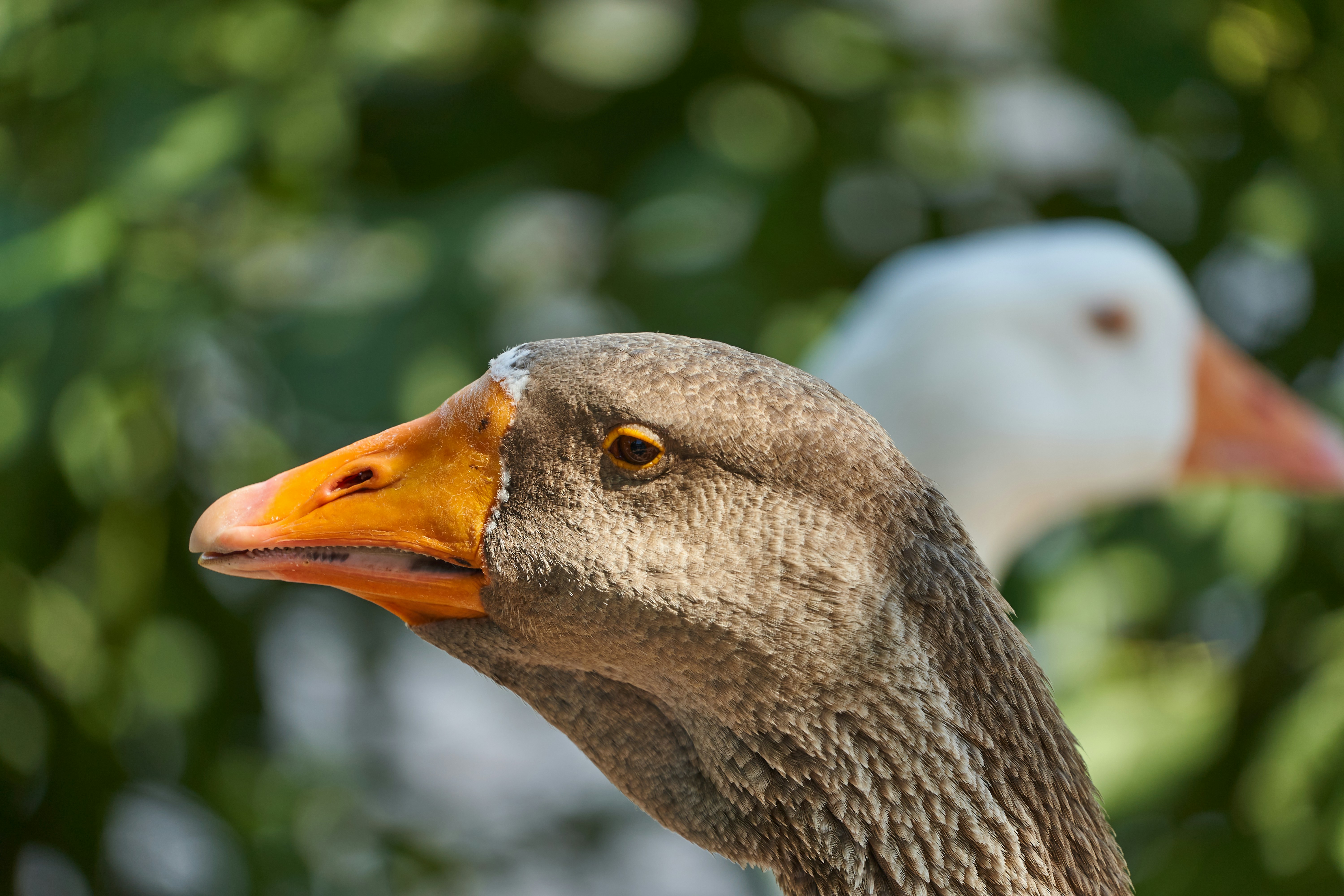 Photo by wolfgang_hasselmann