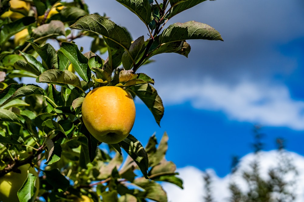 yellow lemon fruit on tree branch