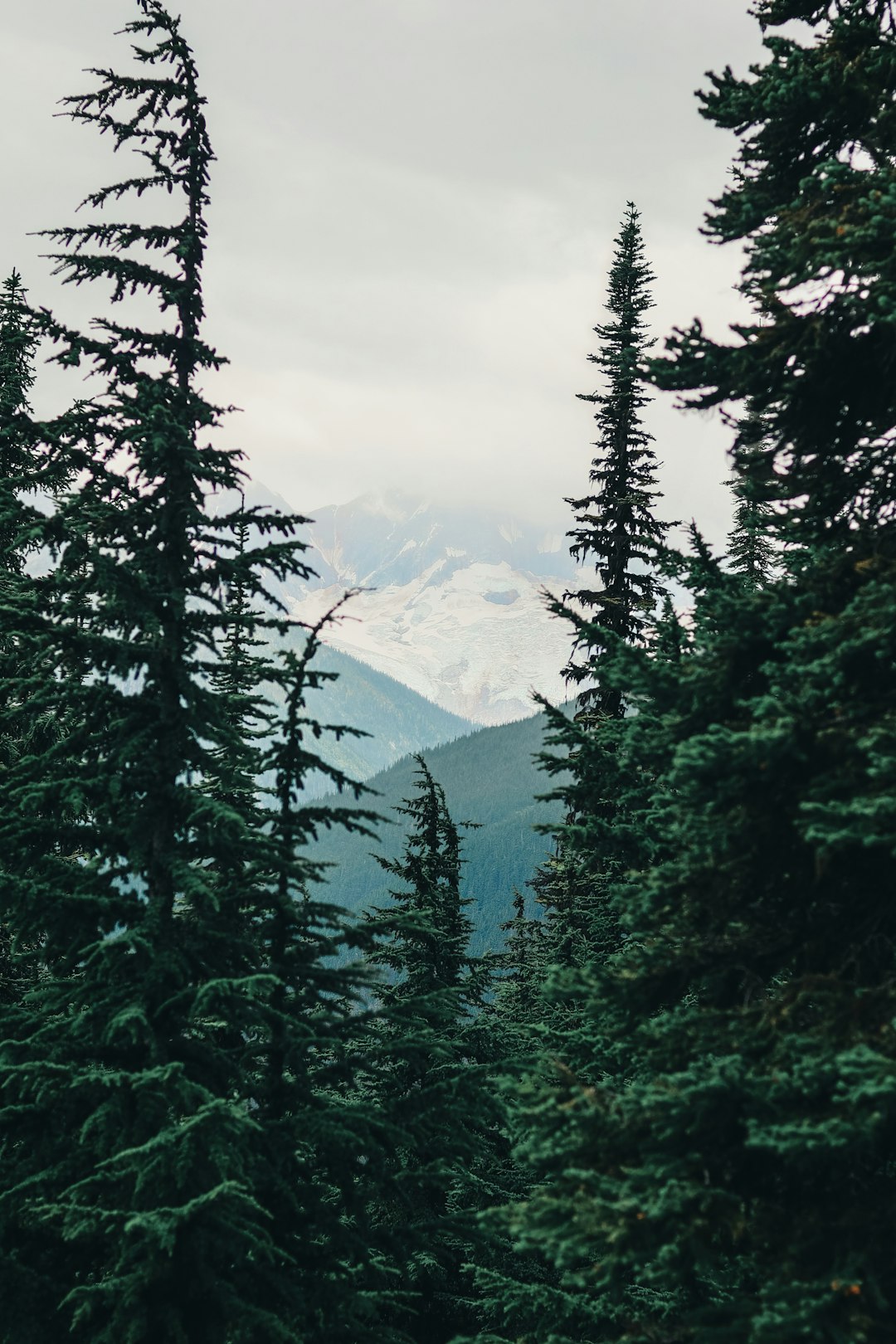 green pine trees near mountains during daytime